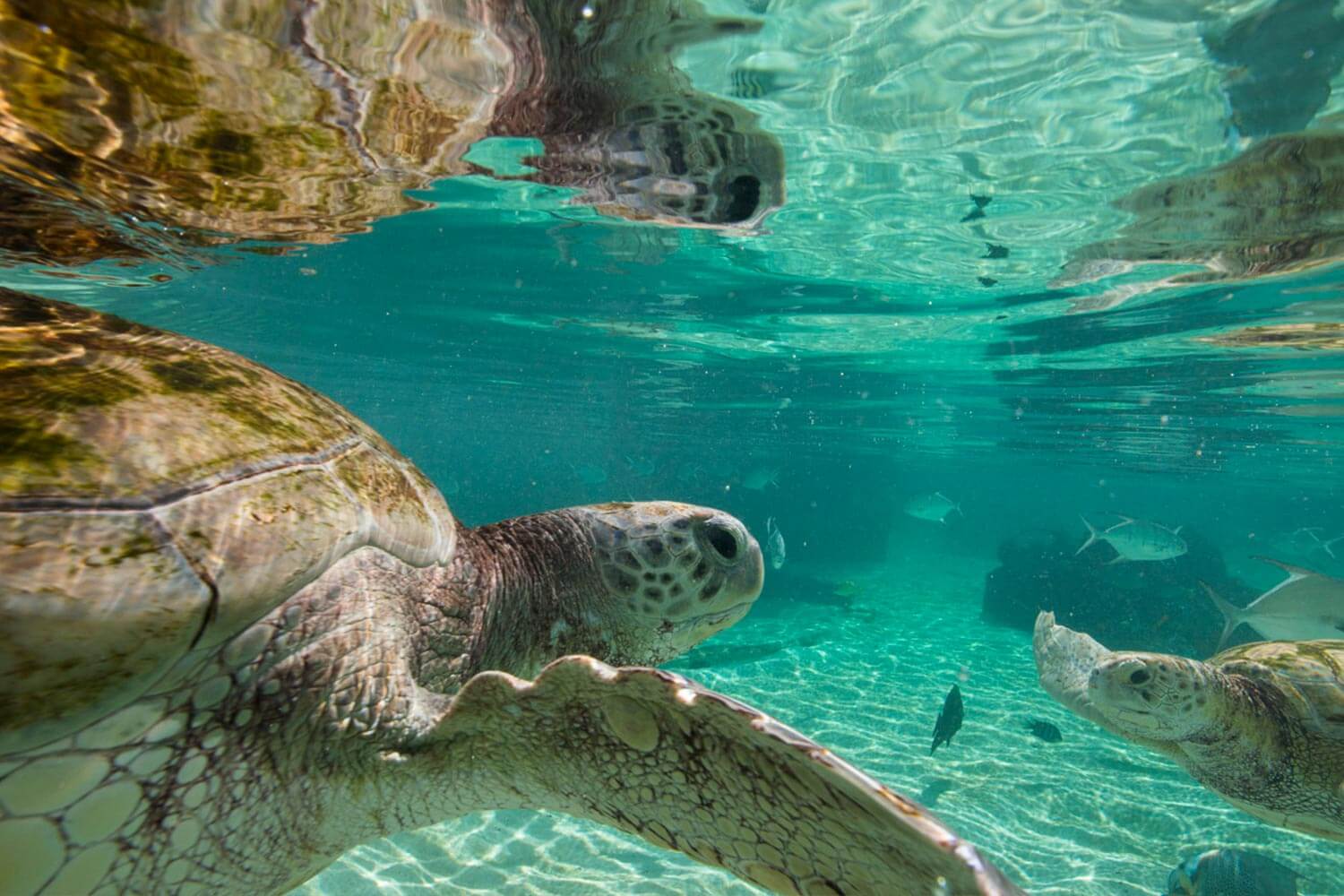baha mar sanctuary turtles